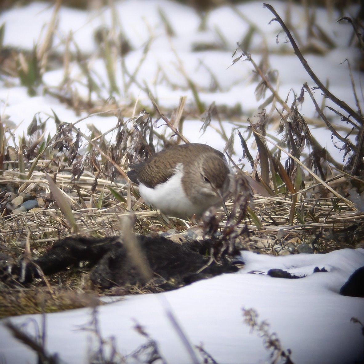 Хайргын хөгчүү - ML528169821