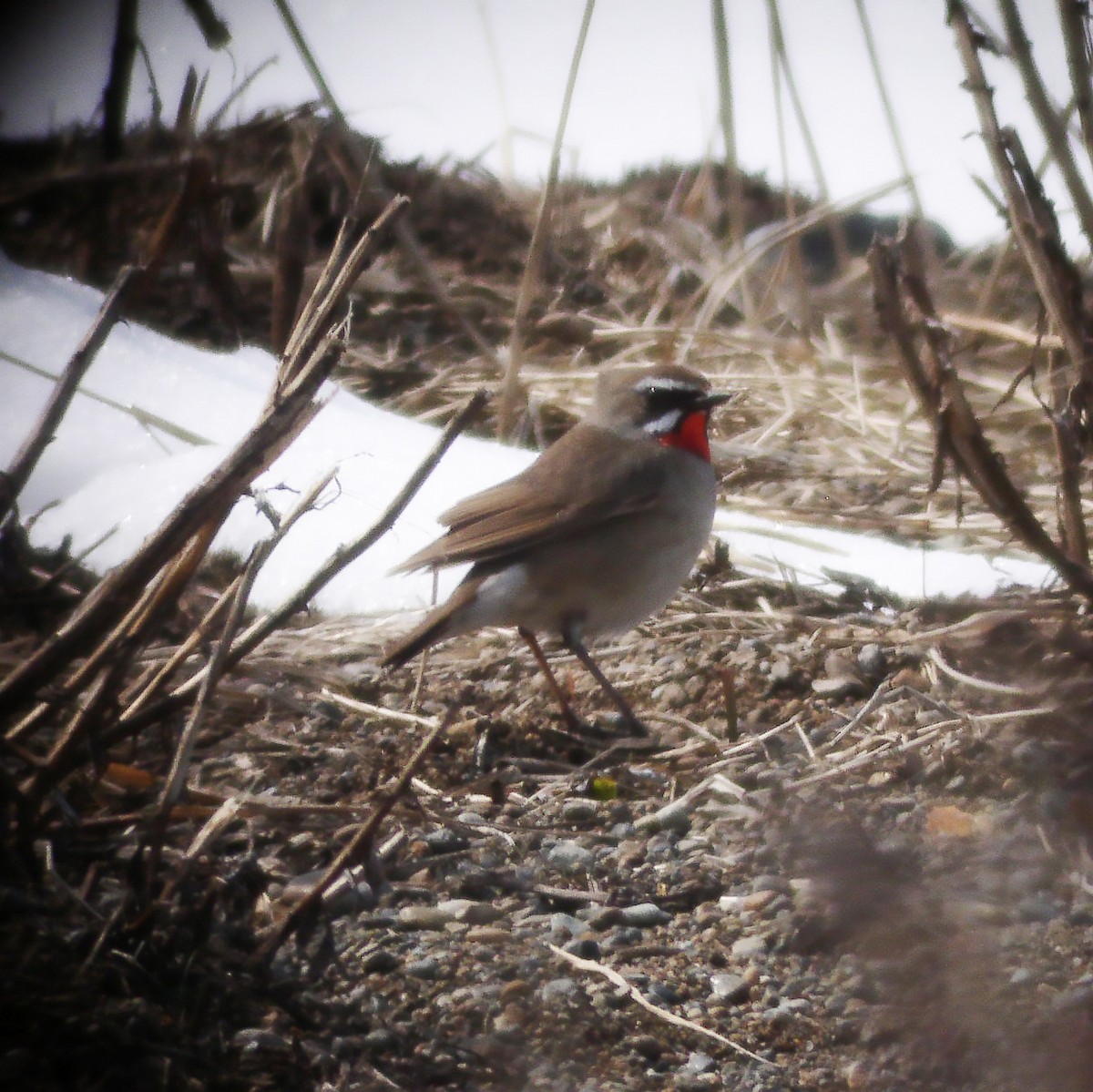 Siberian Rubythroat - ML528170751