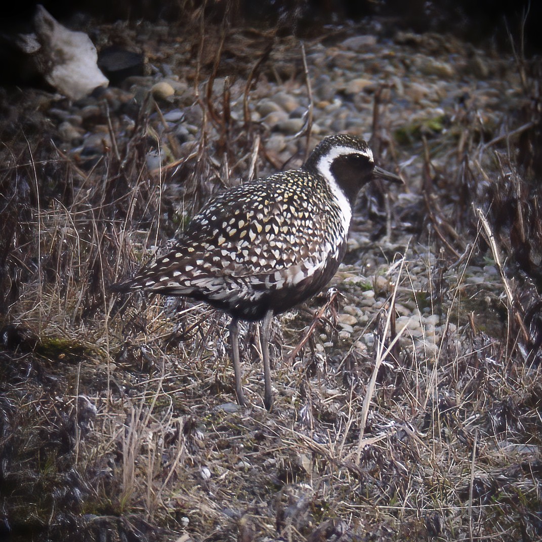 Pacific Golden-Plover - ML528170931