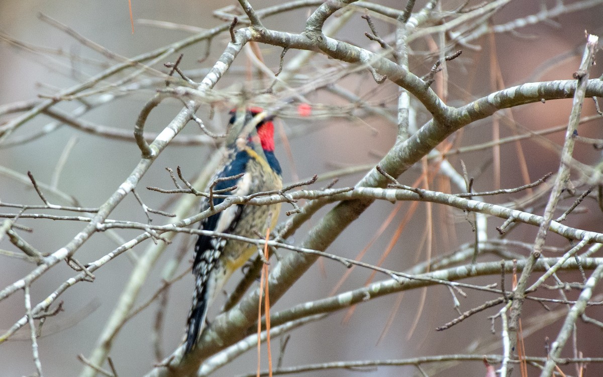 Yellow-bellied Sapsucker - ML528170991