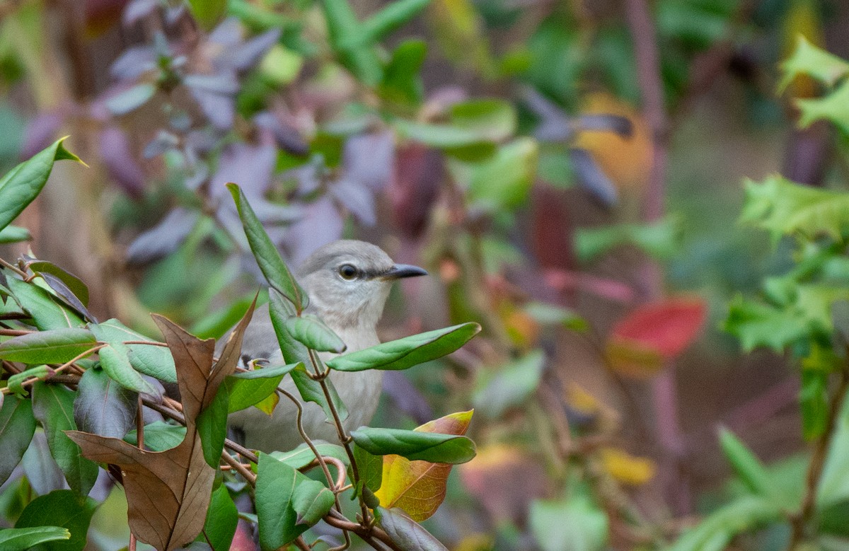 Northern Mockingbird - Herb Elliott