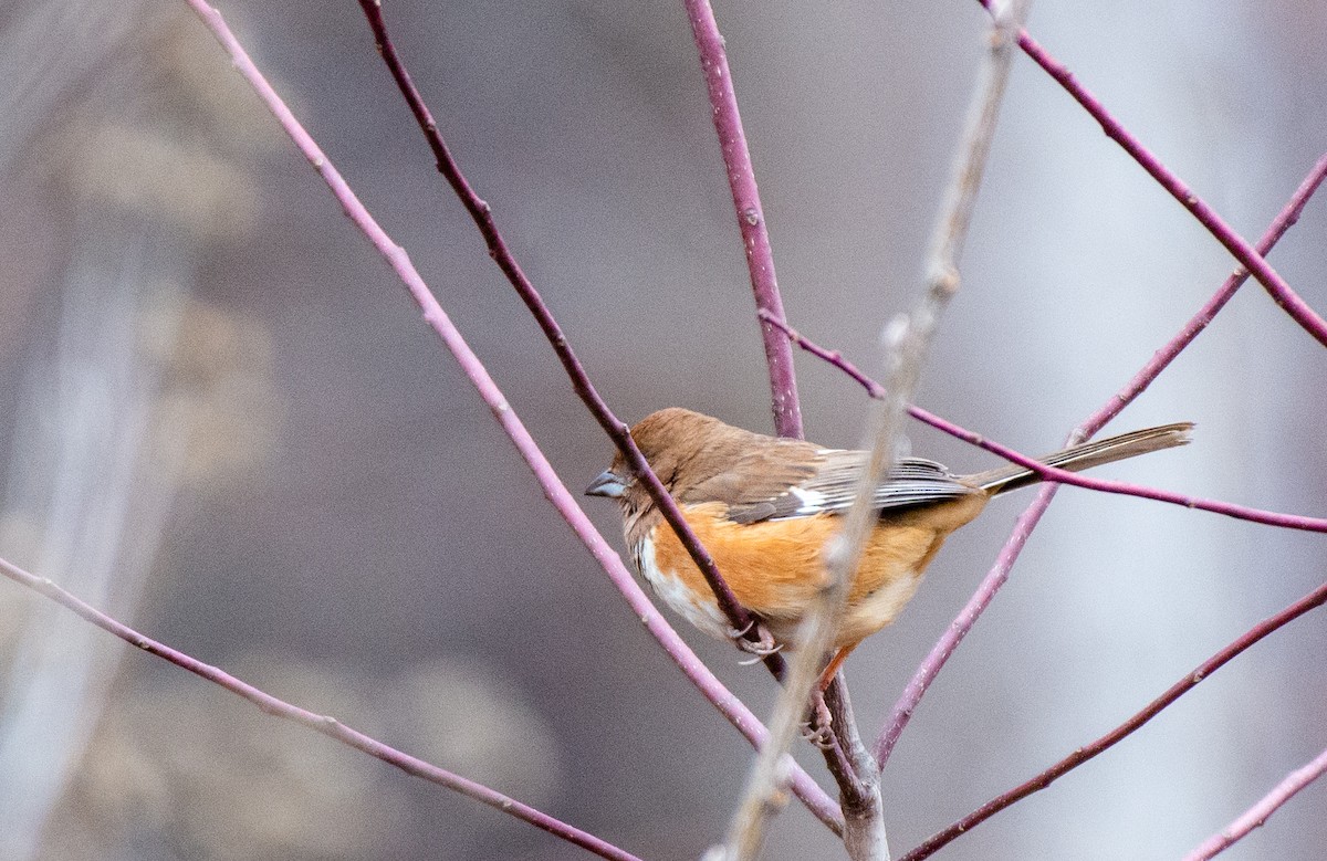 Eastern Towhee (Red-eyed) - ML528171691