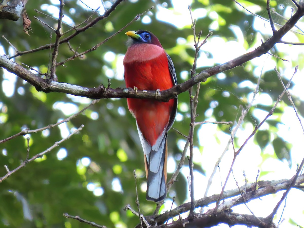 Philippine Trogon - ML528175021