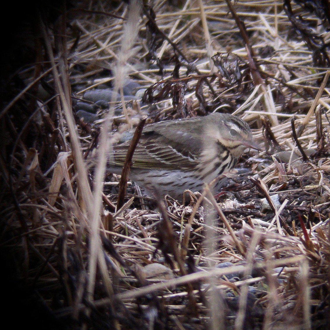 Olive-backed Pipit - ML528175381