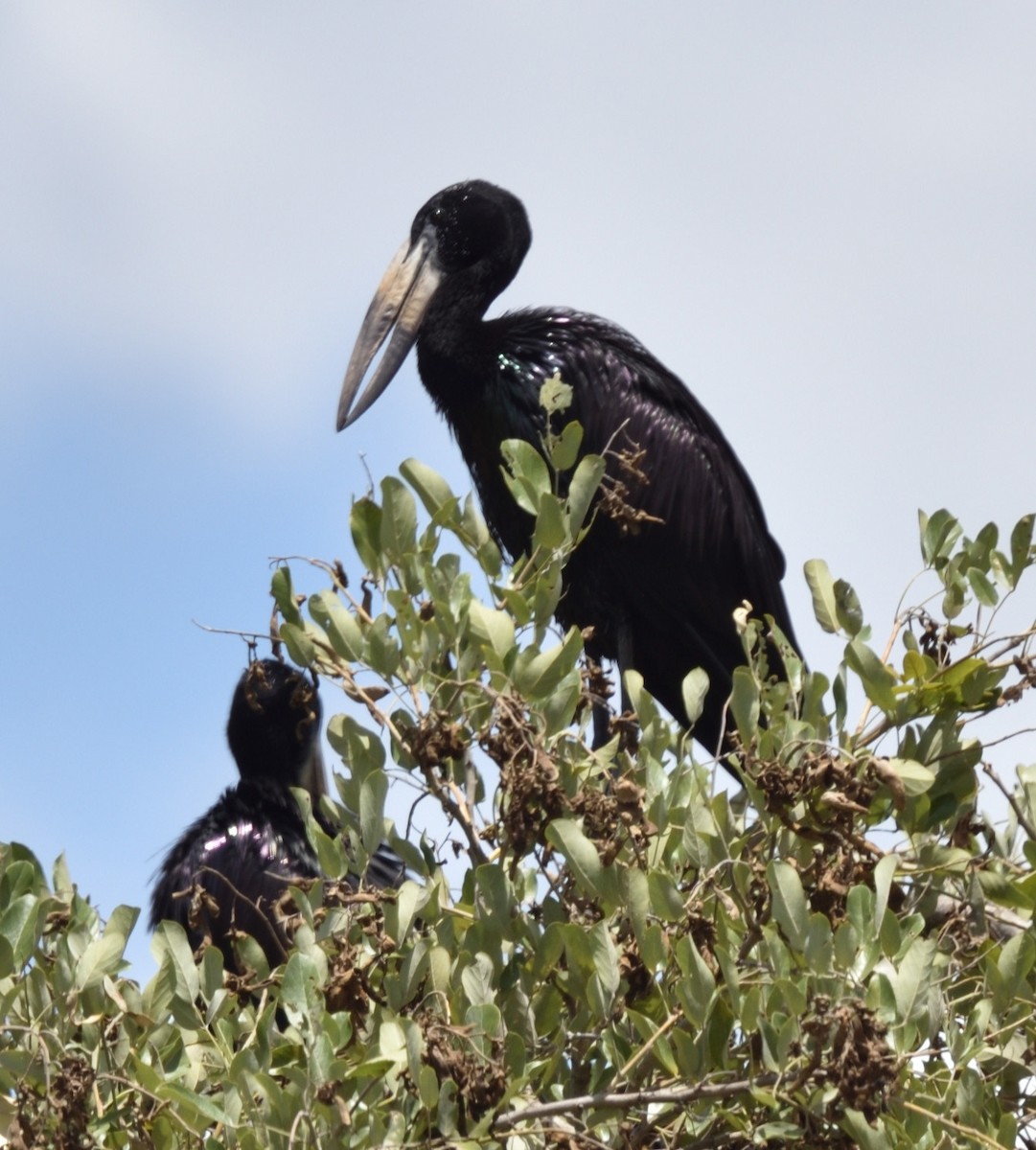 African Openbill - ML528175451