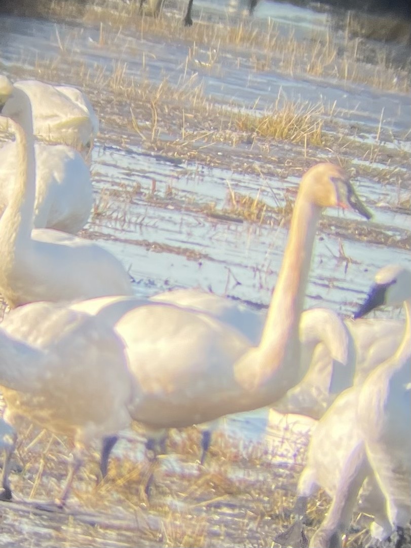 Trumpeter Swan - ML528175841