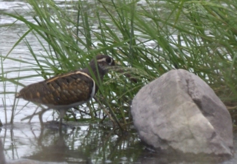 Greater Painted-Snipe - ML528175911