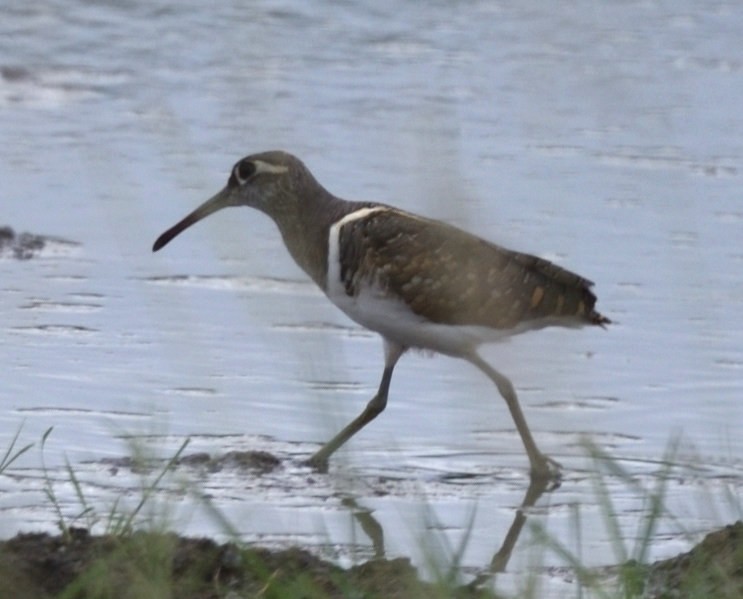 Greater Painted-Snipe - ML528175931