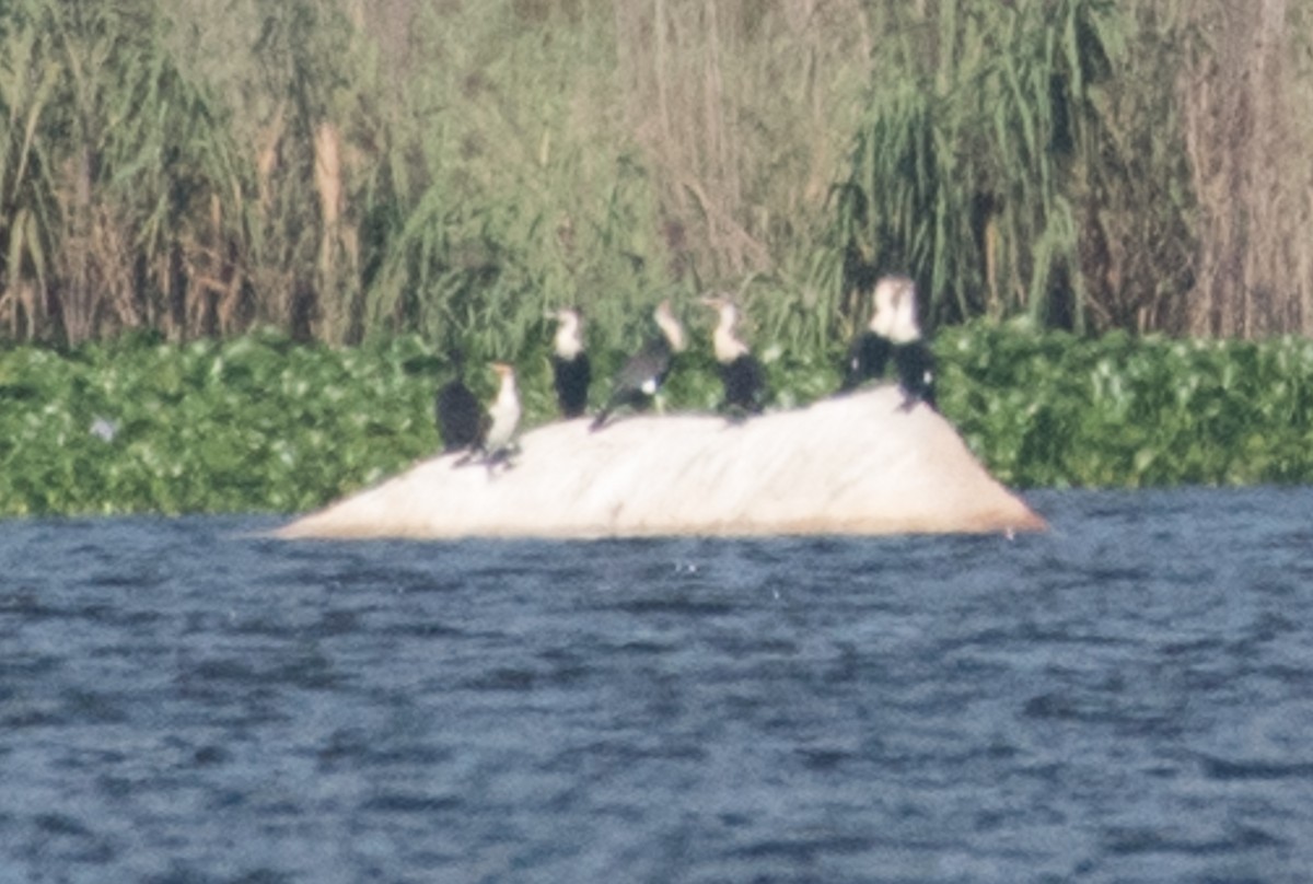 Great Cormorant (White-breasted) - ML52817681