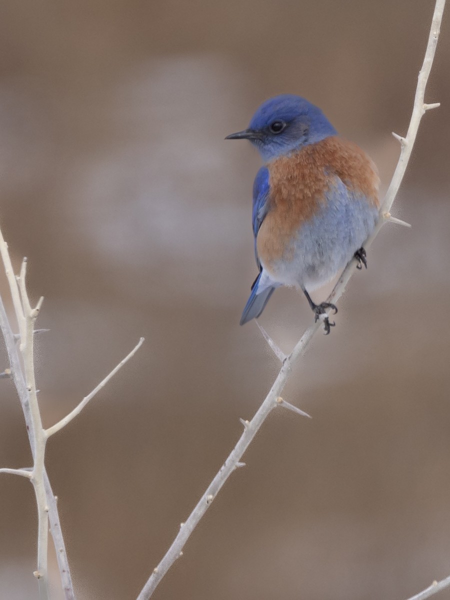 Western Bluebird - ML528177761