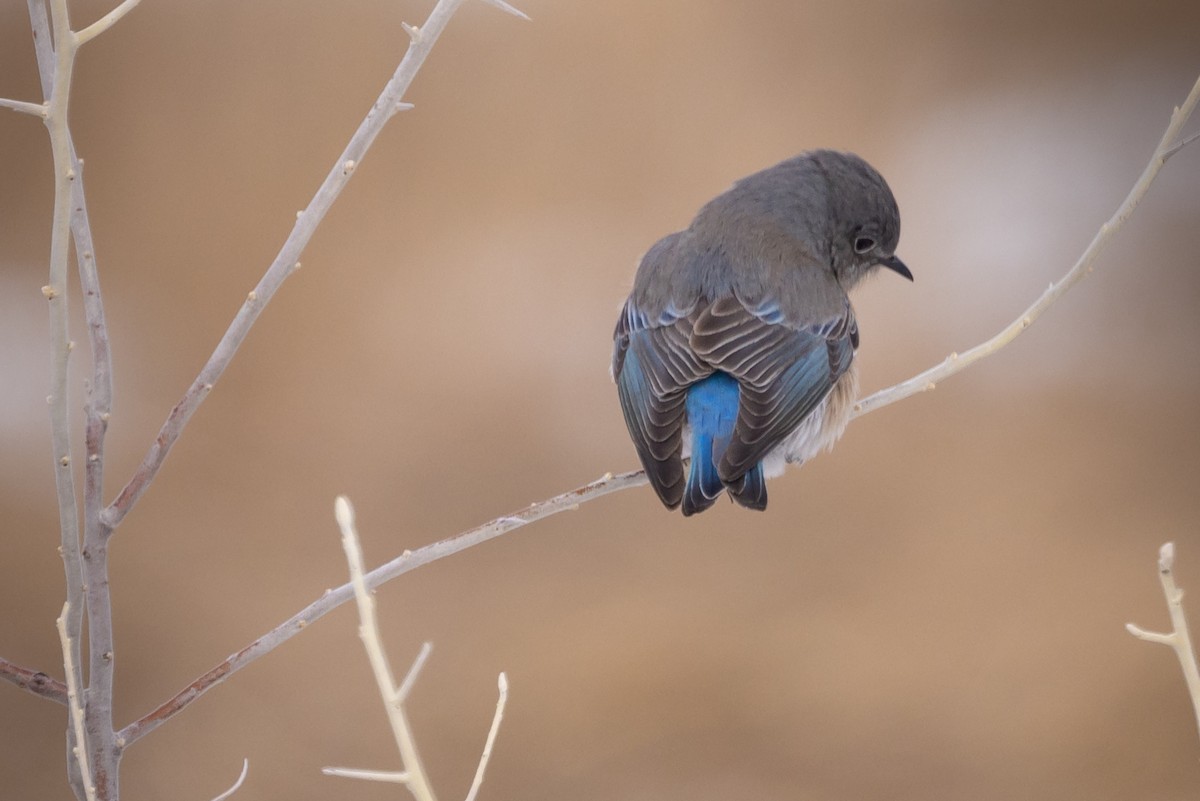 Western Bluebird - ML528177771