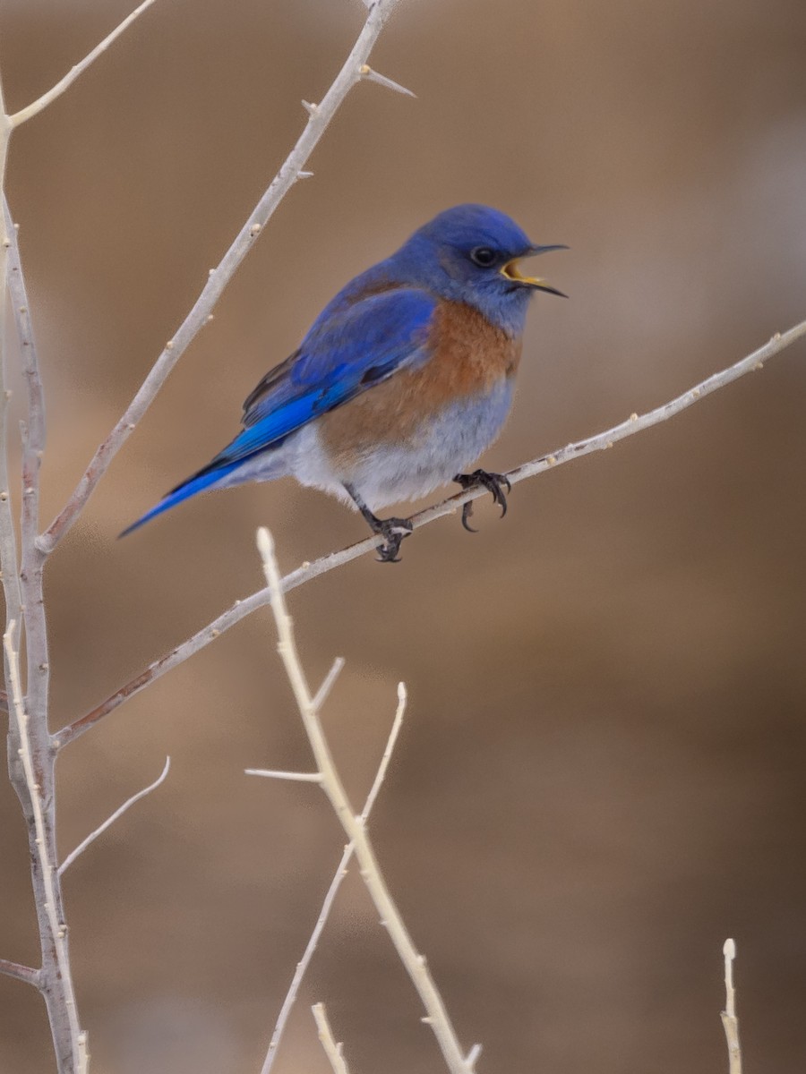 Western Bluebird - ML528177781