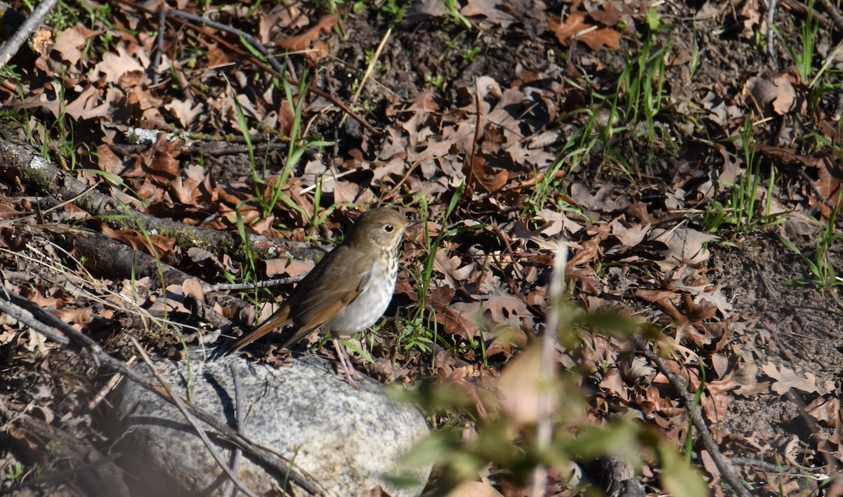 Hermit Thrush - ML528177871