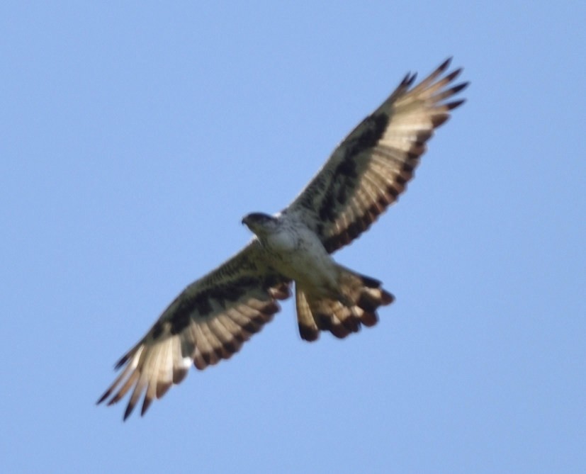 African Hawk-Eagle - ML528177901