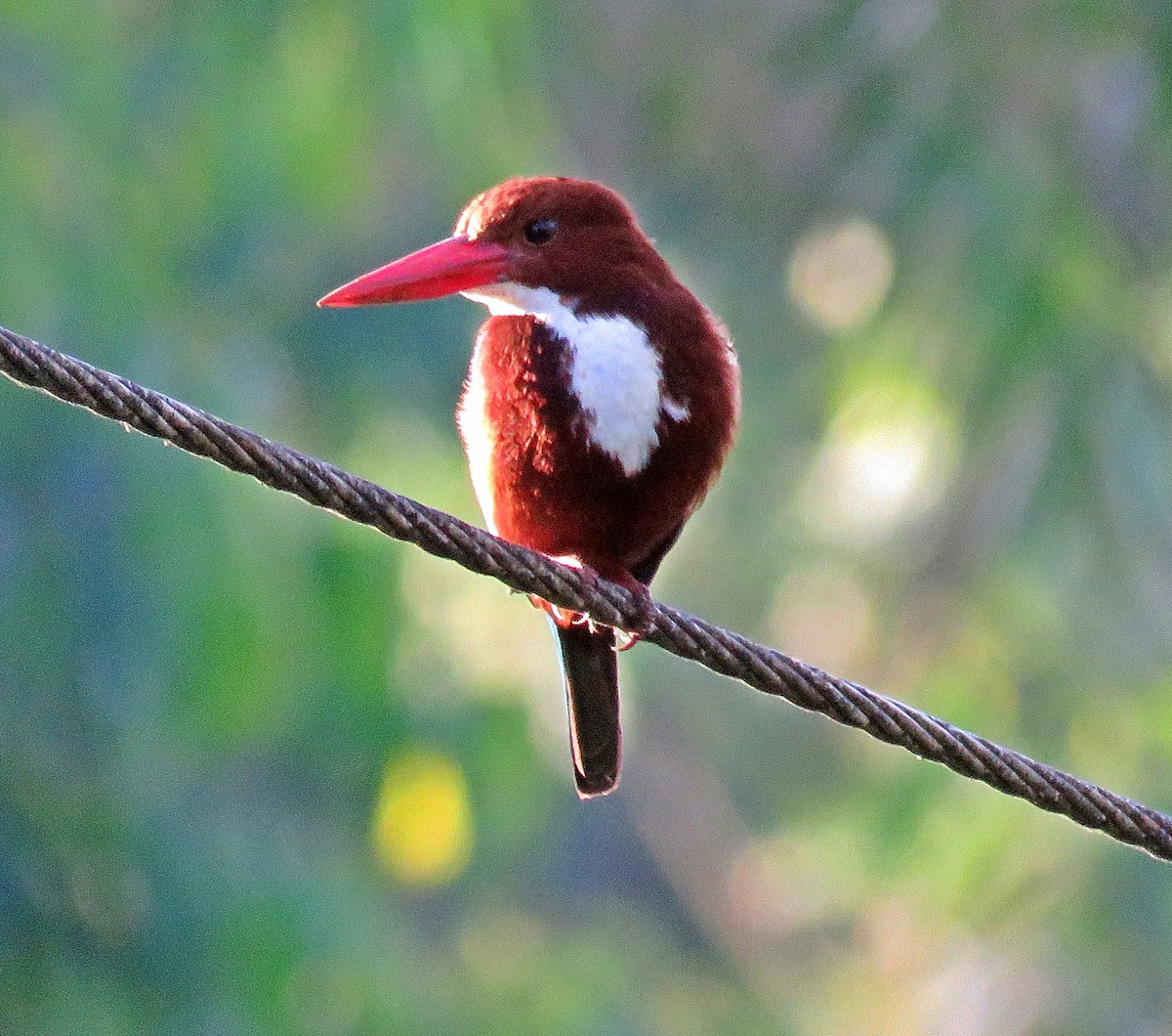 White-throated Kingfisher - Joao Freitas