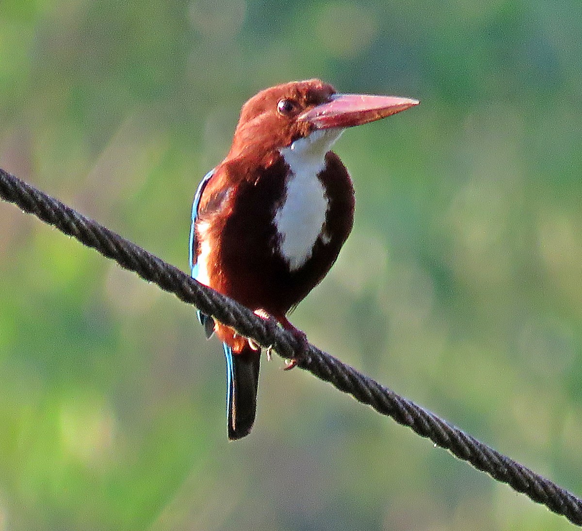 White-throated Kingfisher - Joao Freitas