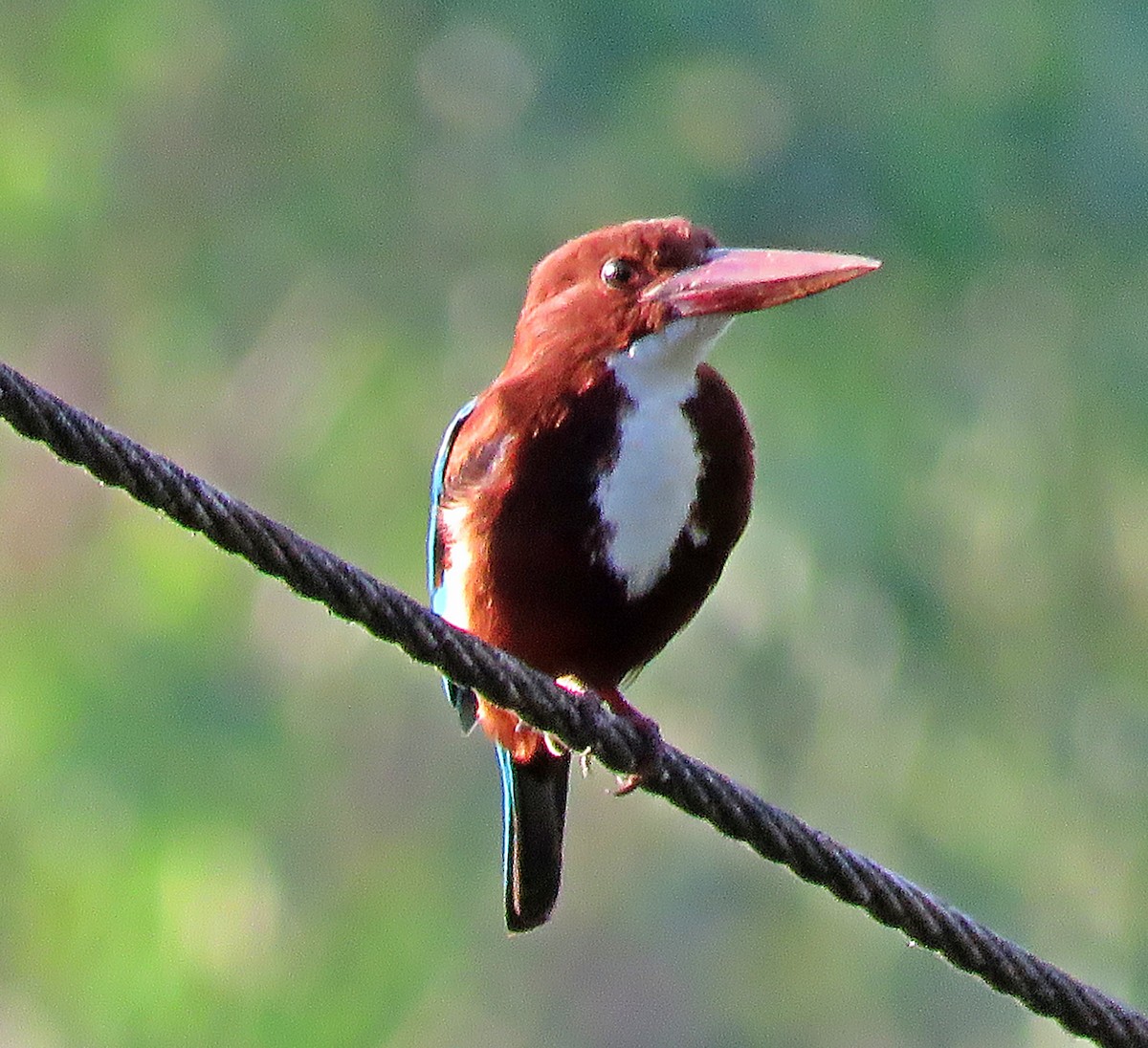 White-throated Kingfisher - Joao Freitas