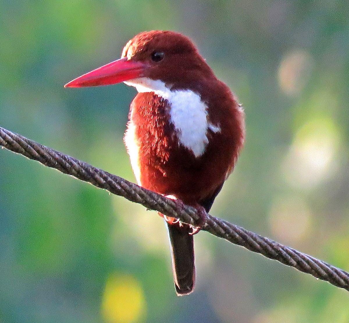 White-throated Kingfisher - ML528178281