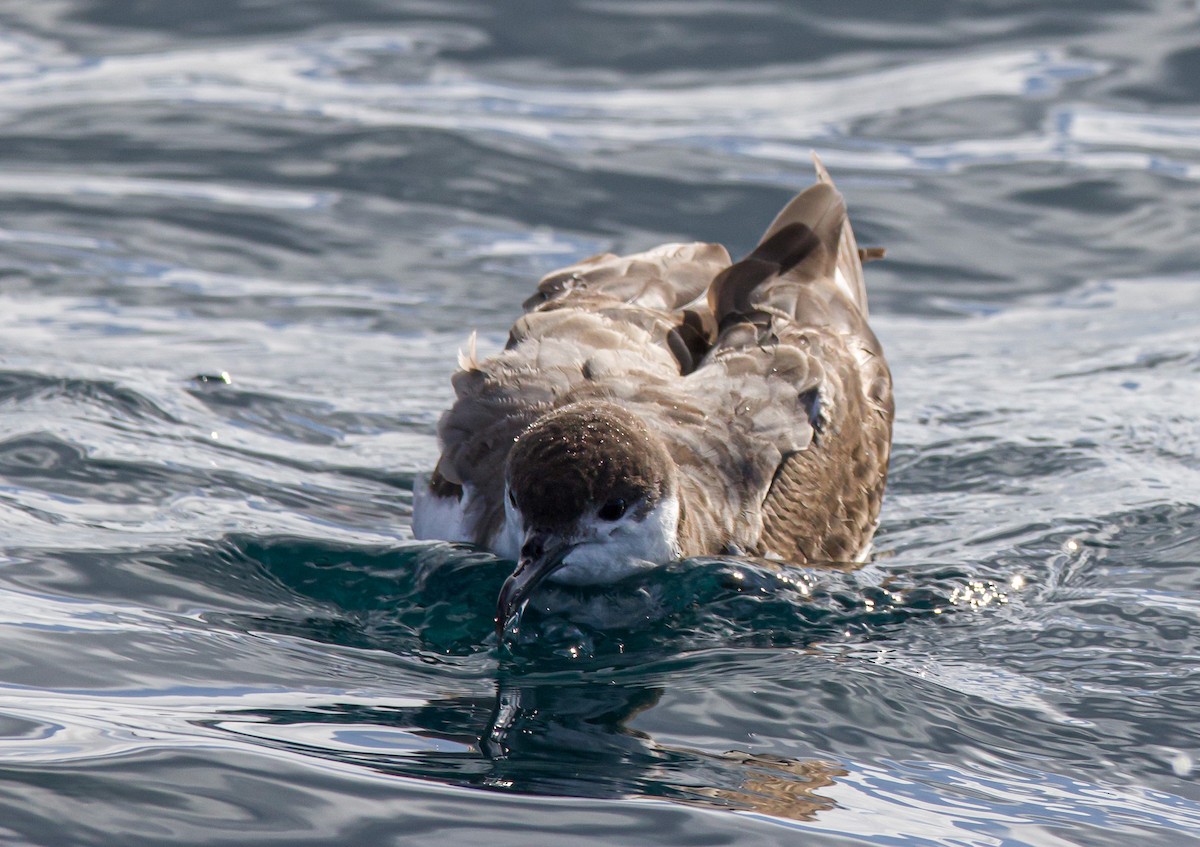 Buller's Shearwater - ML528178801