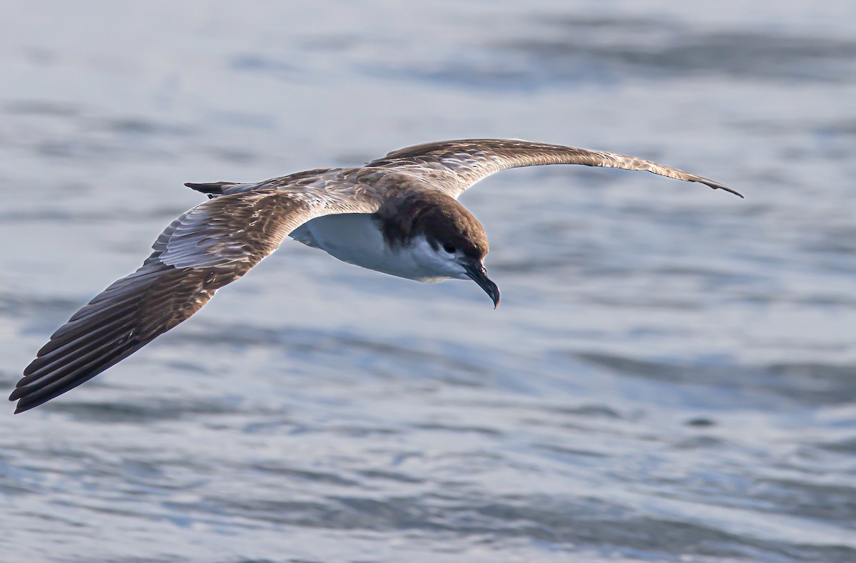 Buller's Shearwater - ML528178821