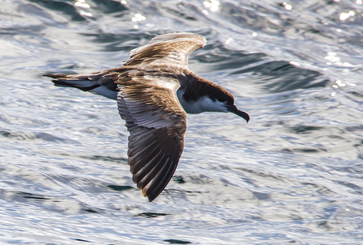 Buller's Shearwater - ML528178831