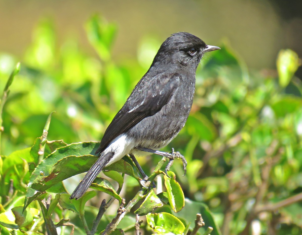 Pied Bushchat - Joao Freitas