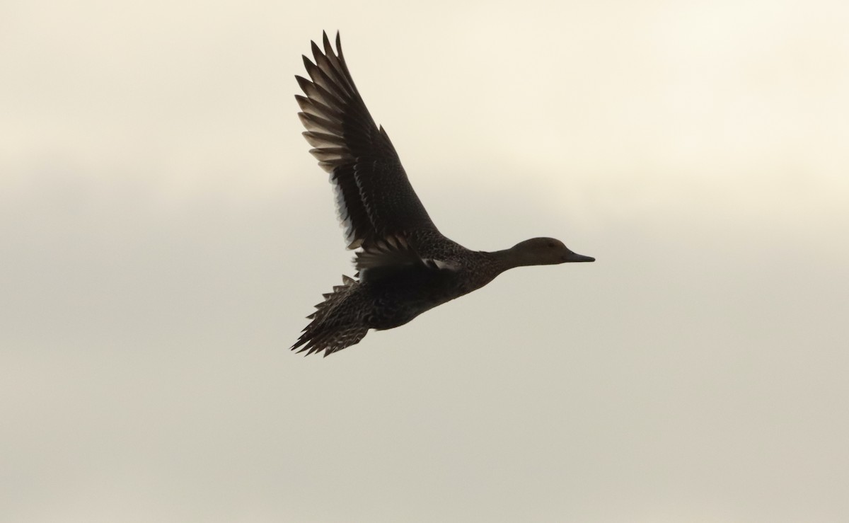 Northern Pintail - ML528180111