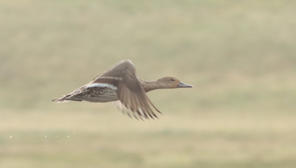 Northern Pintail - ML528180121