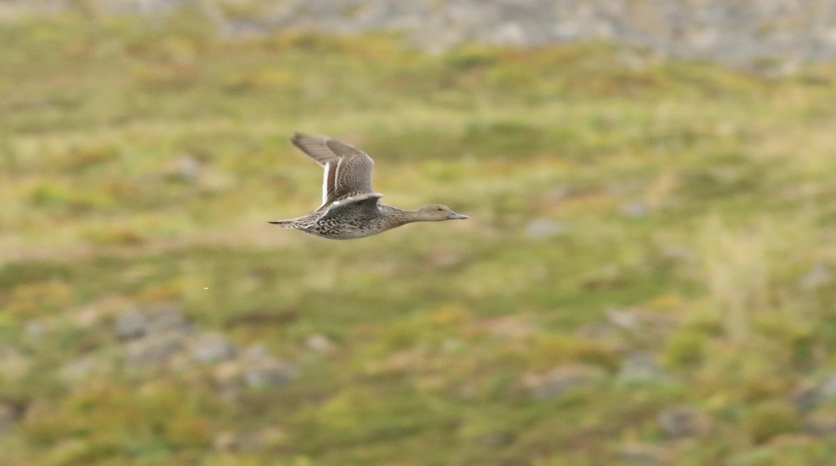 Northern Pintail - John Diener