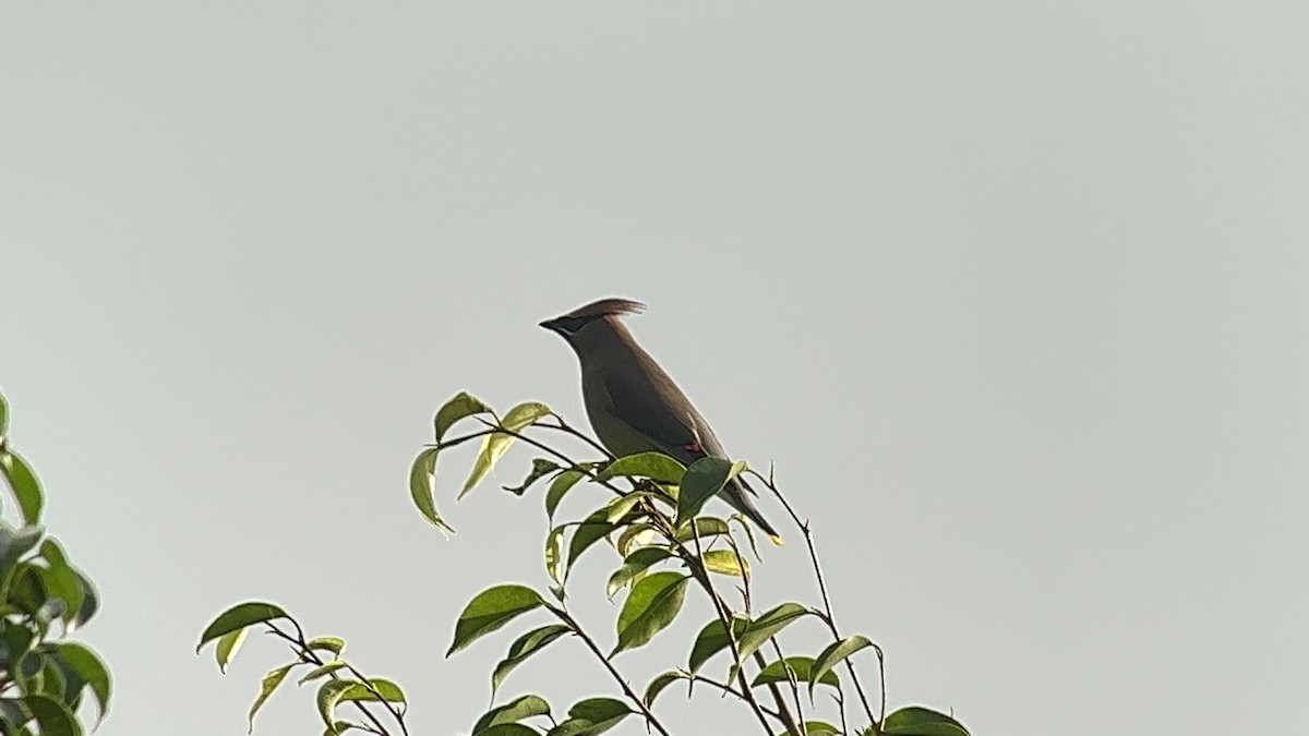 Cedar Waxwing - ML528180851