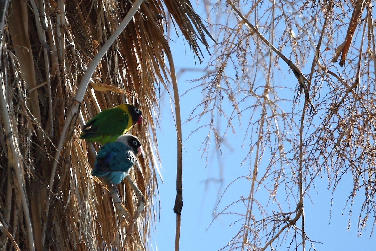 Yellow-collared Lovebird - Tony Moline