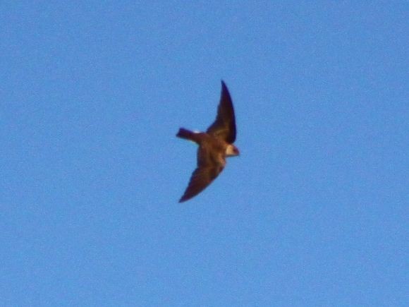 Northern Rough-winged Swallow - ML52818241