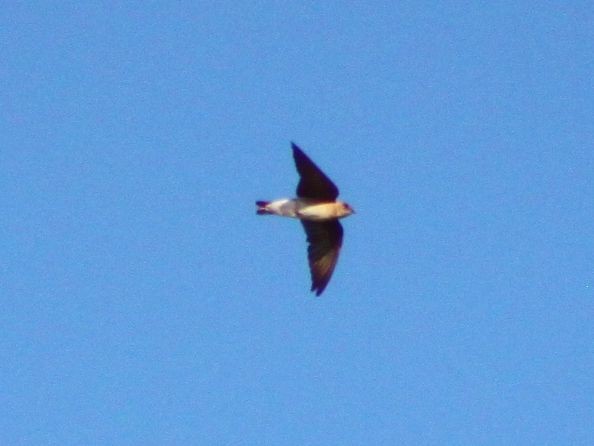 Northern Rough-winged Swallow - ML52818251