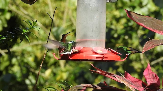 Rufous-breasted Hermit - ML528183021