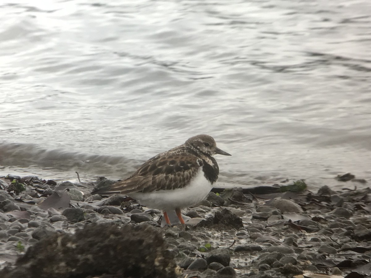 Tournepierre à collier - ML528183881