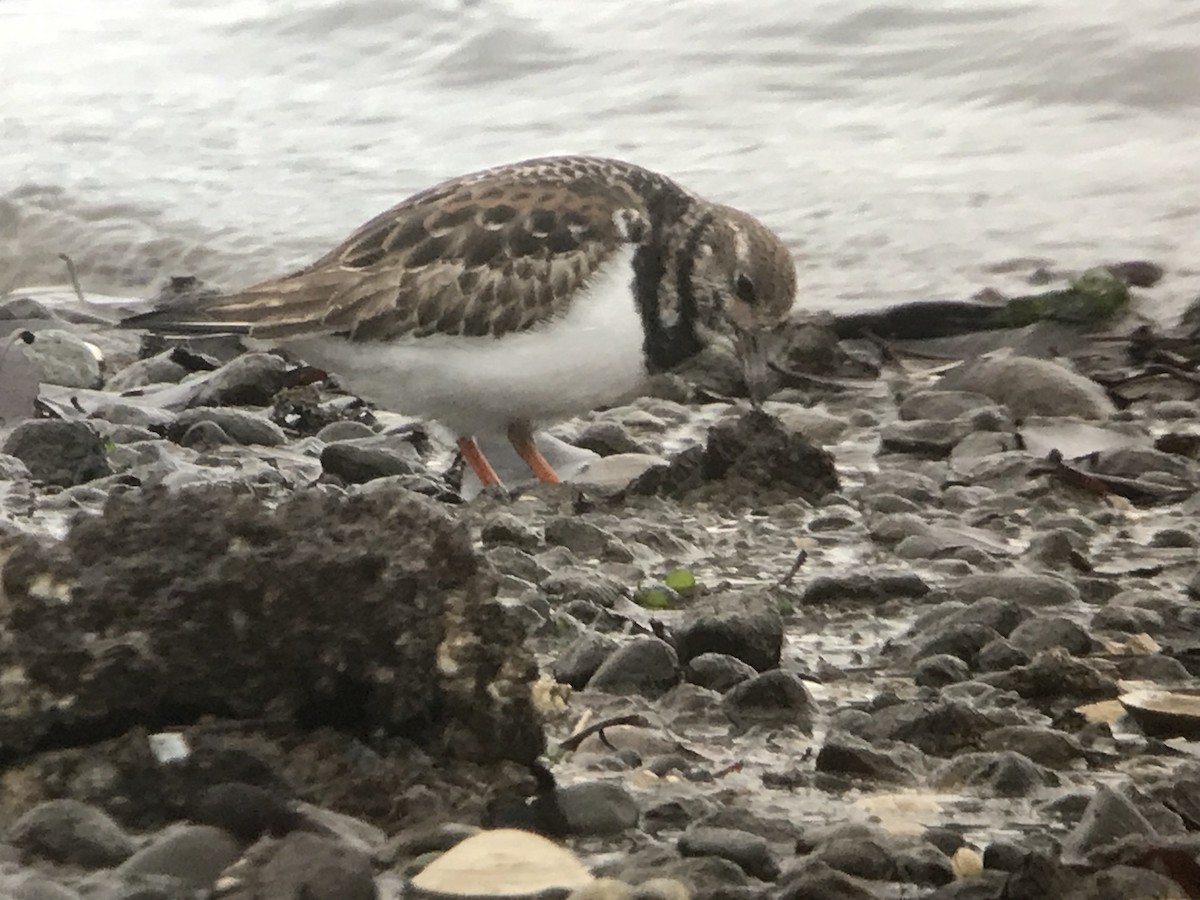 Tournepierre à collier - ML528183891