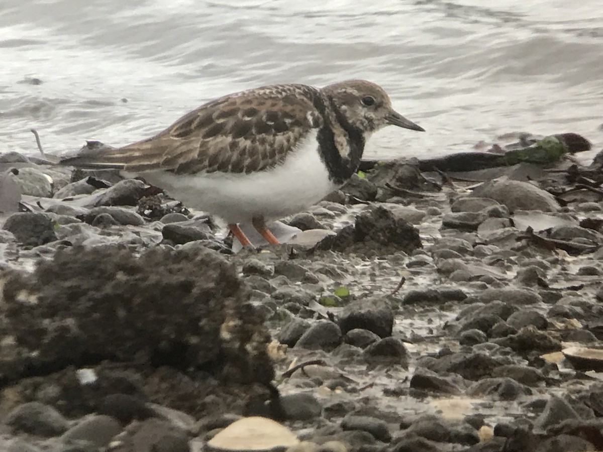 Tournepierre à collier - ML528183901