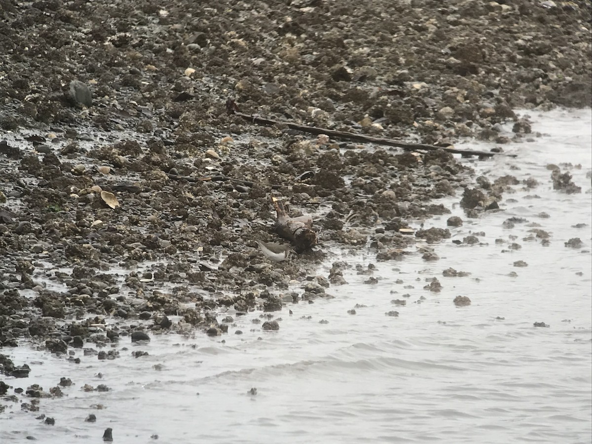 Chevalier grivelé - ML528184011