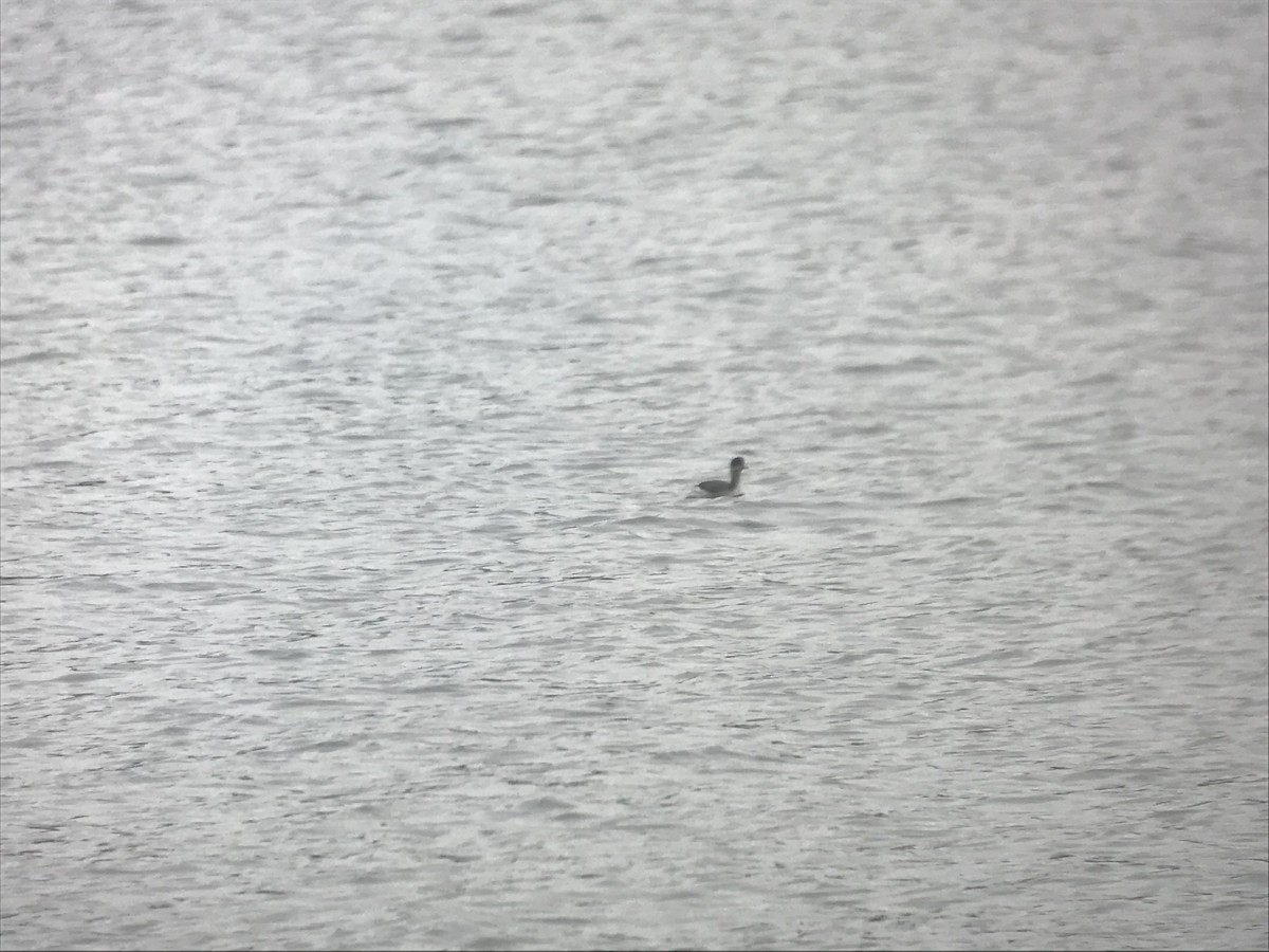 Grèbe à cou noir - ML528184121