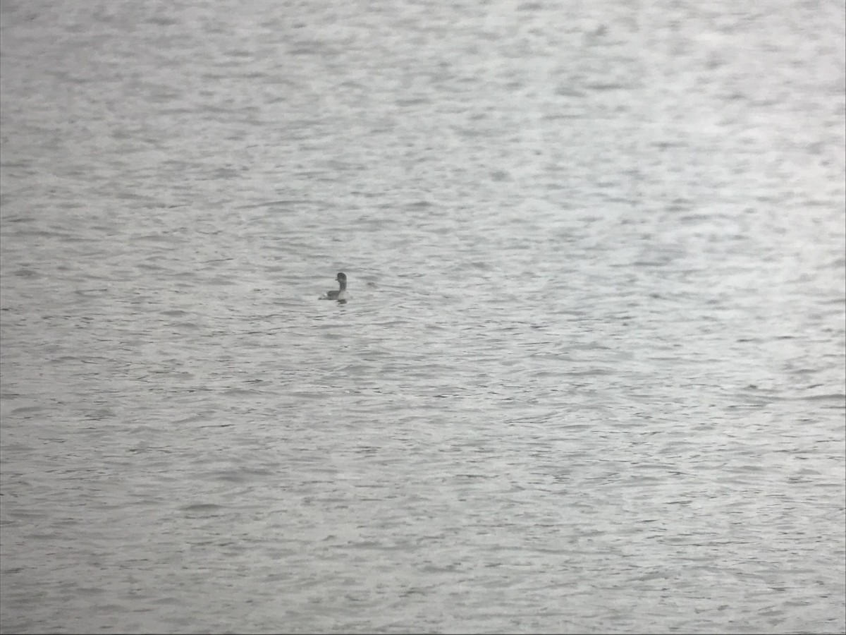 Grèbe à cou noir - ML528184131