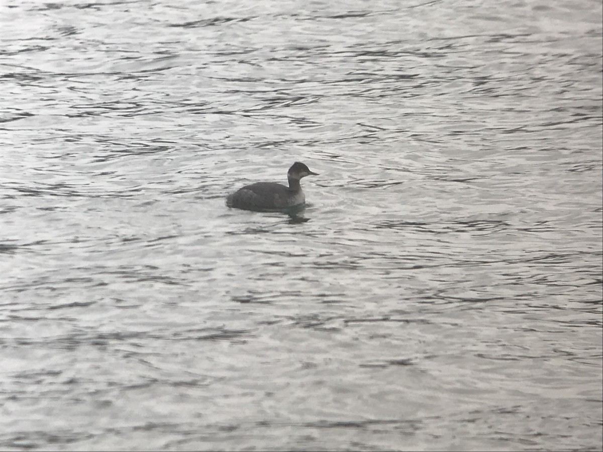 Grèbe à cou noir - ML528184831