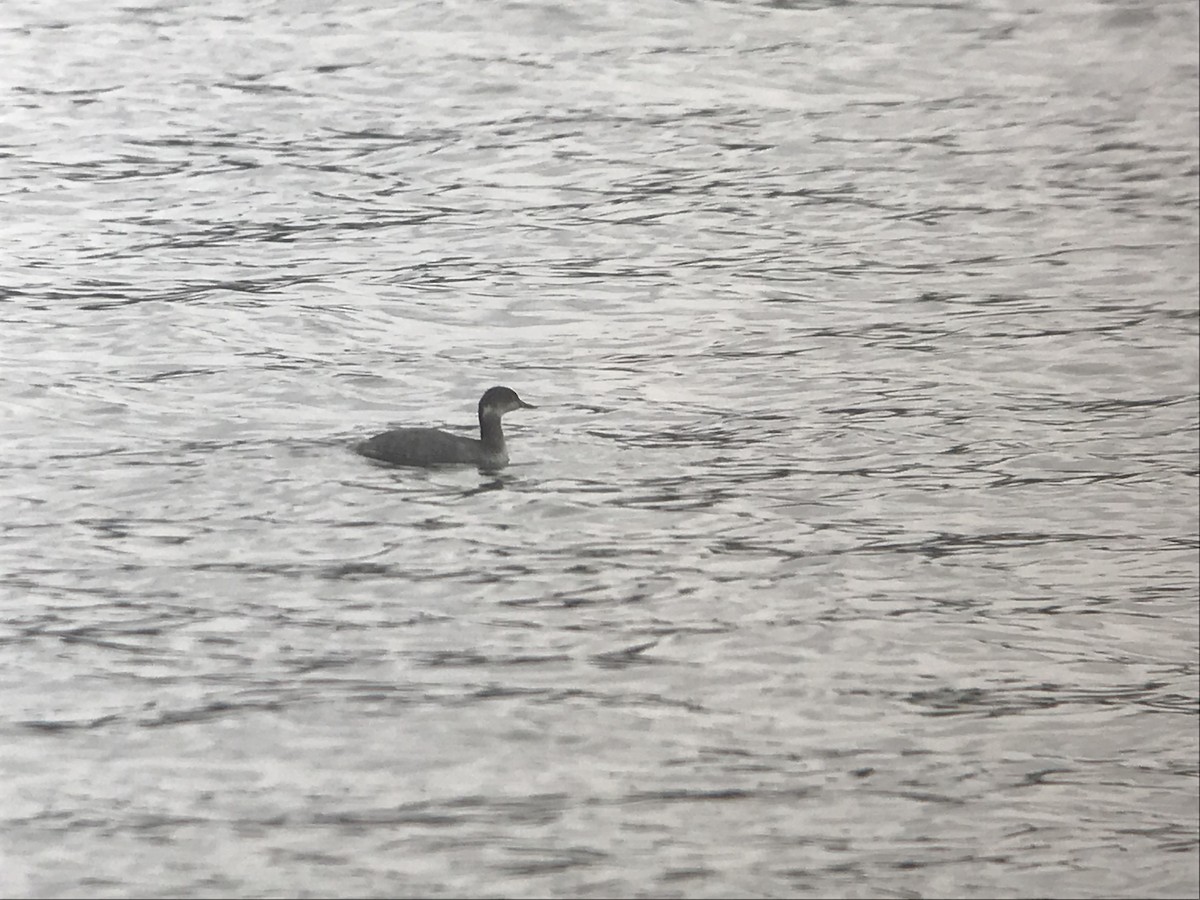 Grèbe à cou noir - ML528184841