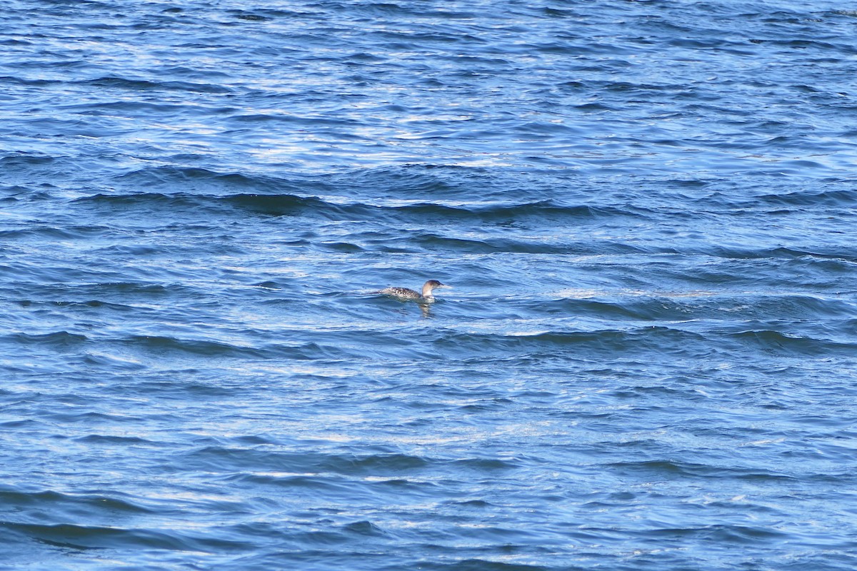 Common/Yellow-billed Loon - ML528184921