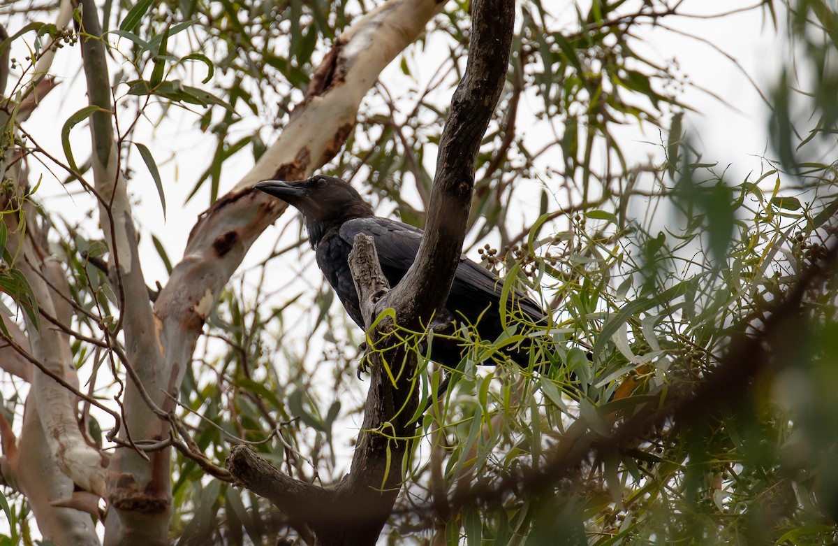 Cuervo Australiano - ML528185001