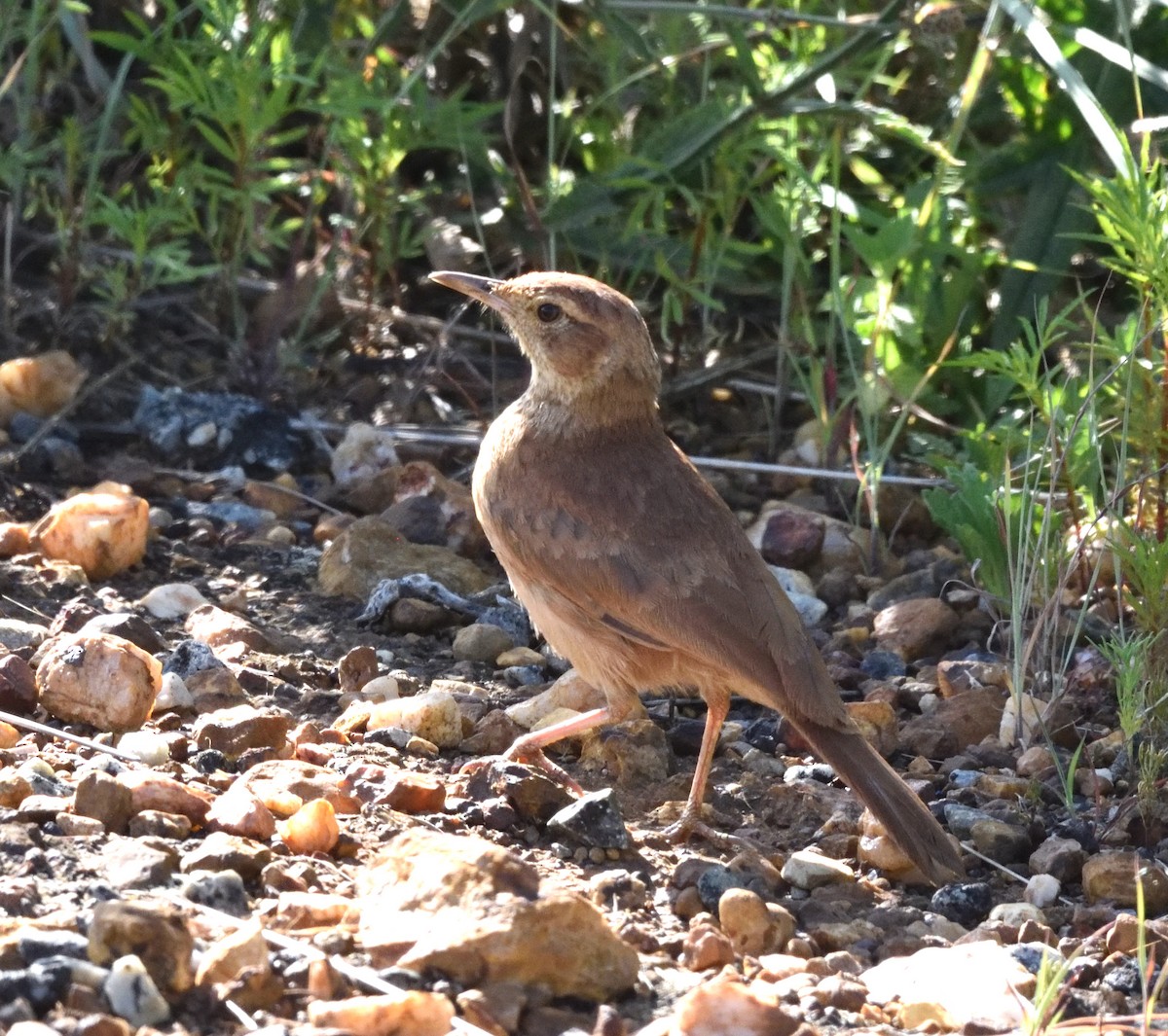 Transvaal Toygarı - ML528185401