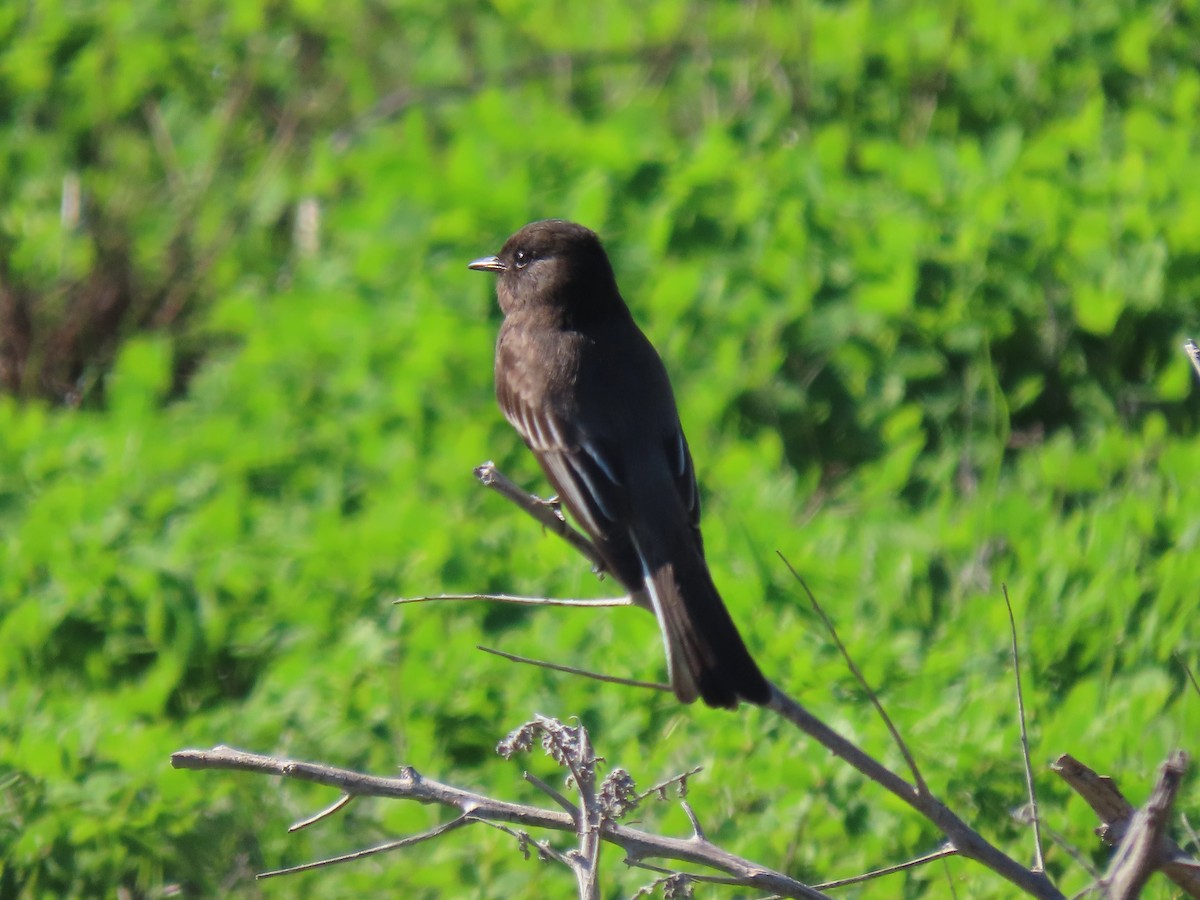 Black Phoebe - ML528186251