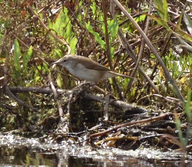 Lesser Swamp Warbler - ML528186601