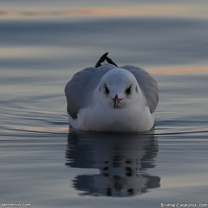 Mouette rieuse - ML528186751