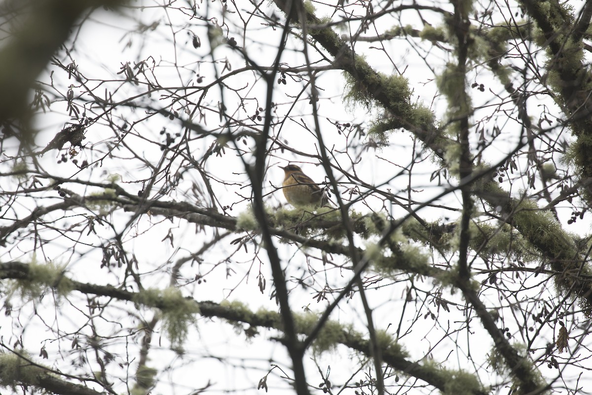 Varied Thrush - ML528187041