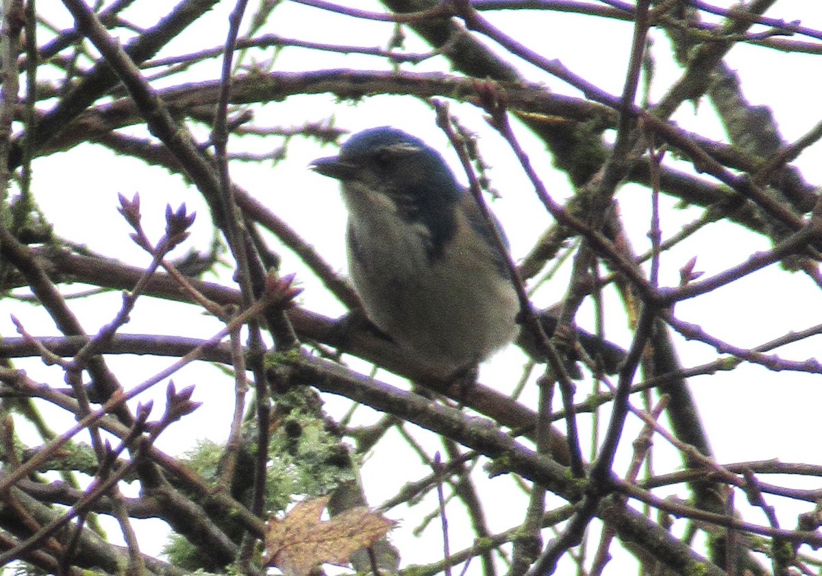 カリフォルニアカケス - ML528187301